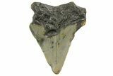 Bargain, Megalodon Tooth - North Carolina #152842-1